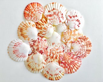 Coquillage, coquillage rouge, coquillage blanc, petit coquillage, coquillage loisir créatif, coquille, coquille saint jacques, sea shell