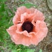 100 Oriental Poppy Princess Victoria Louise 100 Seeds Salmon Color ... seeds galore