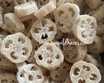 7/8" LOOFAH CUTS, Natural Sponge Exfoliant, Luffah, Luffa, Loofa, Soap Embed, Two Wild Hares