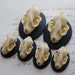 Bat Skull Cameo Cabs Resin Cabochon Taxidermy Animal Steampunk Gothic Goth Skull Black Ivory 40x30mm and 25x18mm 6 PIECES