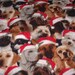 1 yard-fleece fabric-dogs