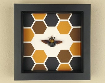 Real Framed Large Carpenter Bee in Black Shadowbox Frame with Hexagon/Honeycomb Pattern; Preserved and Mounted Insect Taxidermy Specimen