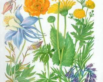 Vintage Botanical Print Antique FLOWERS, plant print botanical print, bookplate 39 art print, yellow plants plant wall