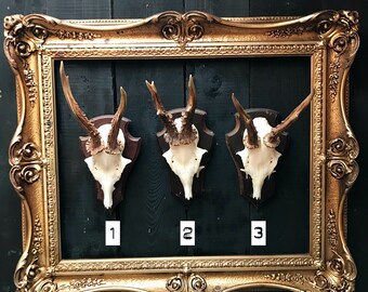 ROE DEER ANTLERS: Vintage German roe deer antlers with skull & mounted on wooden shield.