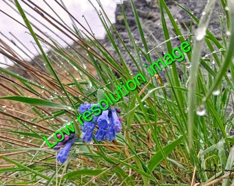 Blue Bells
