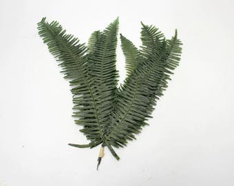 25 pc Large Pressed Preserved Natural Dried Fern Leaves Forest Green Wedding Cottage Rustic Decor Botanical Wholesale Crafts Leaf