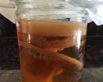 Organic Kombucha SCOBY kombucha culture "Scoby / Mushroom" fresh with strong starter tea. Includes directions! Make your own kombucha