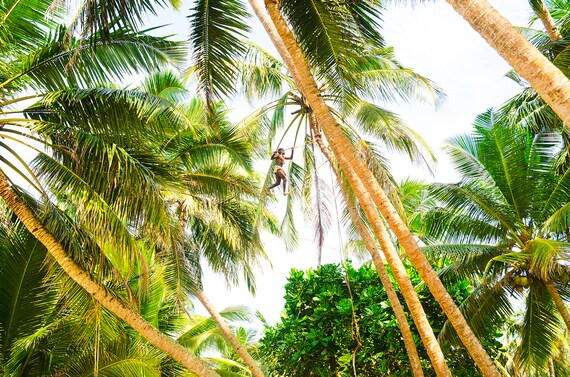 TREE MAN. Sri Lanka, Travel Photography, Limited Edition, Photographic Print, Palm Trees.