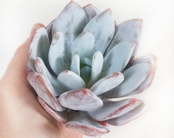 Echeveria Lauii 4-5 inches, plant with root