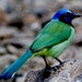 Art Print on Silk Fanciful Green Jay bird w blue head - Fiber arts, Collage, Crazy Quilting free s/h in US