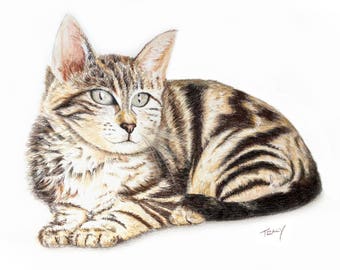 Tabby Cat Portrait in Colored Pencil