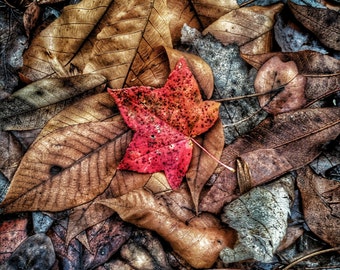 Autumn's Ground