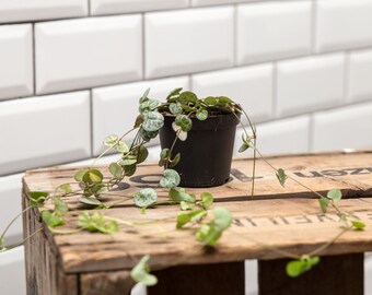 String of Hearts (Ceropegia) Houseplant