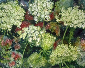 Queen Ann's Lace Study I an original watercolor