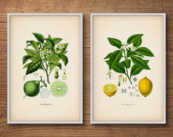 Botanical print set, Bergamot and Lemon – Citrus prints, Botanical art, Lemon poster, Antique botanical, Vintage botanical, Kitchen wall art