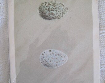 Handcolored Original Morris Egg Engraving Plate XLIII 1885