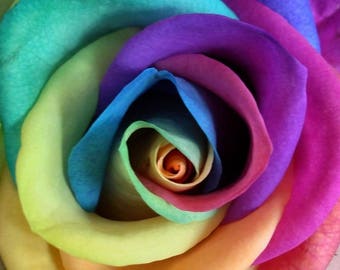 Make Your Own - 5 RAINBOW ROSE BUSH Seeds Shrub Rosa Flower *Comb S/H