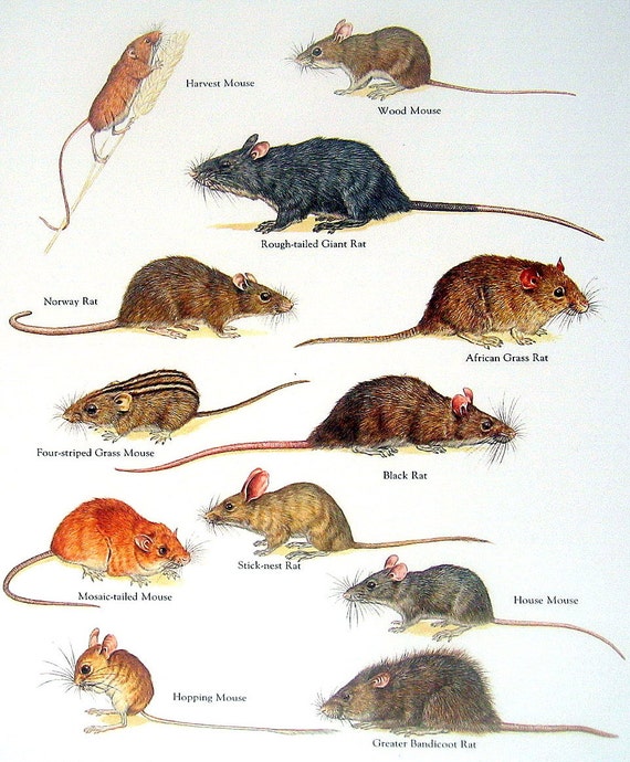 items similar to rats and mice harvest mouse wood mouse rodent chart