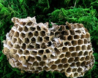 Wasp Nest, Small Wasp Nests,Natural Nest,Nests, Real Wasp Nest