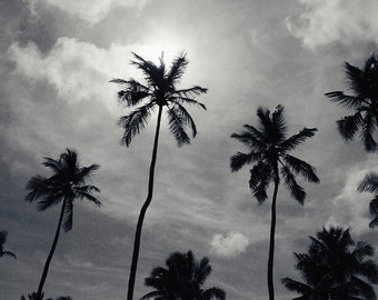 Palm Tree Photography Black White Print Beach Decor Nature Photograph Sunny Day Miami Picture Tropical Art Beachy Wall Art Summer Home Decor