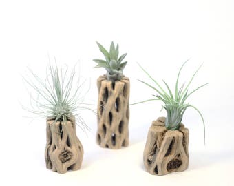 Mini Cholla Wood // Tillandsia Mount // Air Plant Holder // Hello Tilly Airplant