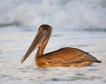 Pelican Enjoying morning light