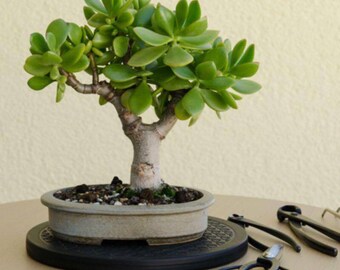 Bonsai jade tree, Bonsai tree, Natural Tree, Home Decor