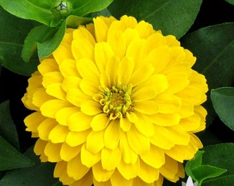 Zinnia, Canary Bird Heirloom Seeds - Non-GMO, Open Pollinated, Untreated, Flower Seeds