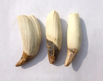 Real Sea Lion Tooth for making Jewelries or Accessories, Big Polished and Cleaned Sea Lion Tooth, Tribal Jewelry Supply, Peruvian Animal