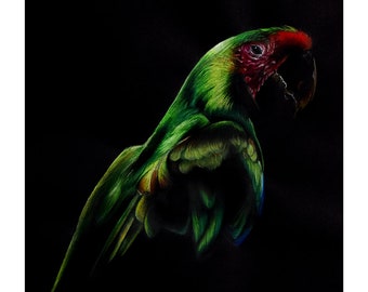 A4 Limited Edition Macaw Fine Art Print