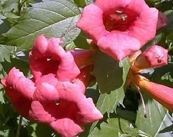 Flamenco Trumpet Vine - Campsis - 2.5" Pot