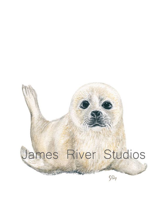 Seal Art Seal Painting Seal Print Seal Wall Art Seal Wall