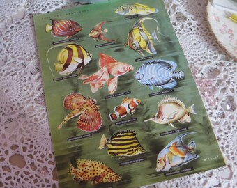 Reference-Audubon-Book Plates-FISH