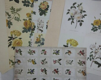 Assortment of floral papers "botanique" 2