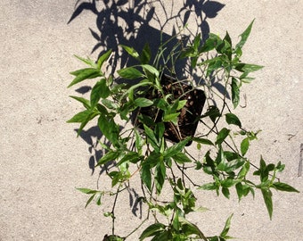 Justica pectoralis live plant
