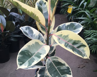 The Ficus Elastica Ruby Plant - 1 Plant - 2 Feet Tall - Ship in 1 Gal Pot