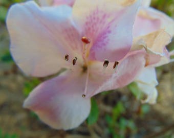 Macro Pink Flower Photo