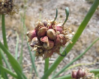 SOLD OUT! 10 Egyptian Walking Onion top sets/bulblets - Egyptian onions, Perennial onion, Tree onions, Egyptian walking, Top set onions