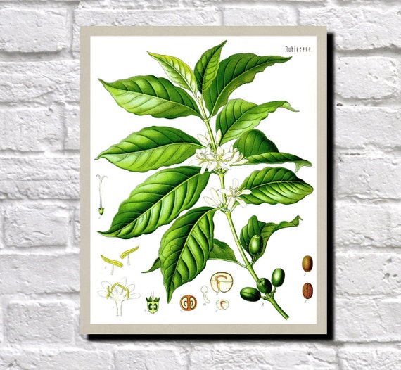 Coffee Plant Drawing Print Antique Botanical Coffee Plant Drawing Print Antique Botanical
