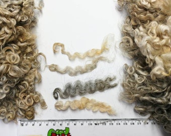 Gotland Lamb Locks. Spinning Felting