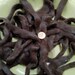 100% Suri Alpaca Brown Roving - Genesis, Grade 4