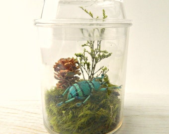 terrarium bug dried kit