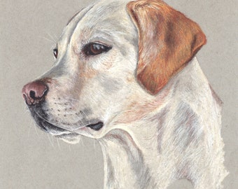 Print: Yellow Labrador Retriever
