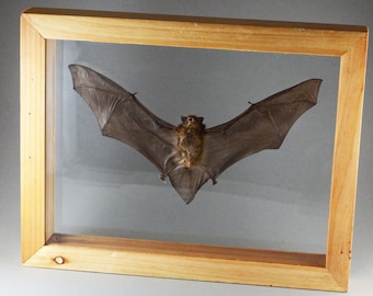 Taxidermy Bat in Double Glass Wood Frame