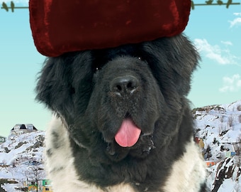 Funny Newfoundland Dog Wearing a Shapka Hat
