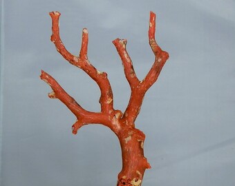 Red Coral Branch 163.95 carats Authentic Not Dyed or Polished Natural Red Colour Coral Specimen Collectible Section or Lapidary Supply