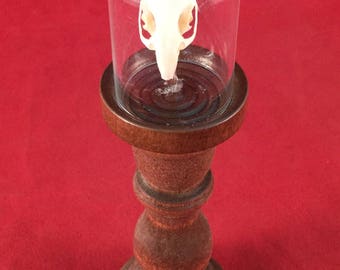 Taxidermy Mouse Skull Glass Dome Display on Pedestal mice specimen collectible