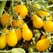 Tomato Single seed pack