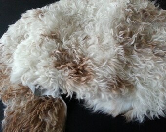 Curly lamb full skin