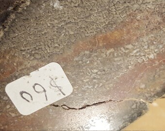 Beautiful Polished Red Dinosaur Bone Specimen